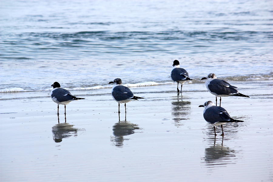 Bird Photograph - Beach Birds by Valerie Tull
