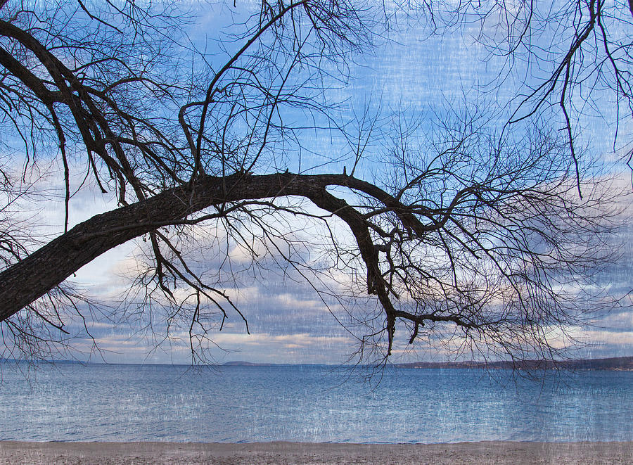 Beach Branch  Photograph by Mary Underwood
