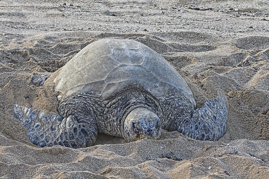 Beach Bum Photograph By Douglas Barnard 