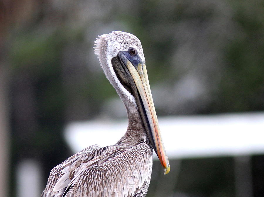 Pelican Photograph - Beach Bum - Pelican by Travis Truelove