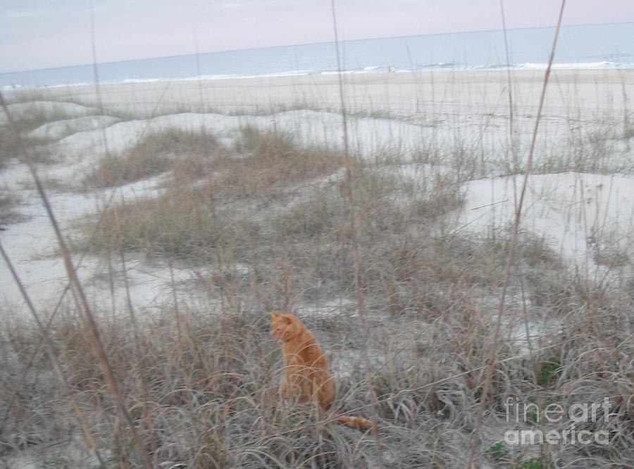 Beach Cat.... Photograph by WaLdEmAr BoRrErO
