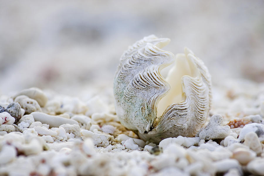 Nature Photograph - Beach Clam by Sean Davey