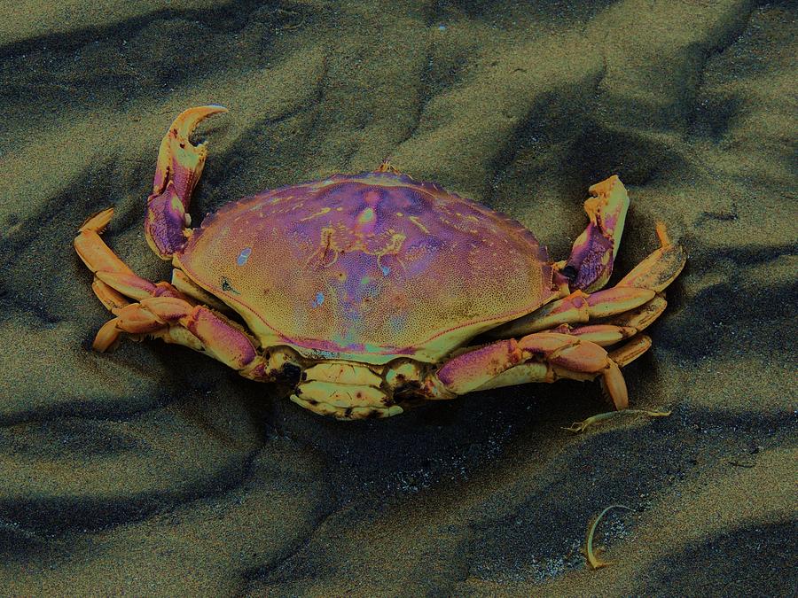 Beach crab Photograph by Helen Carson