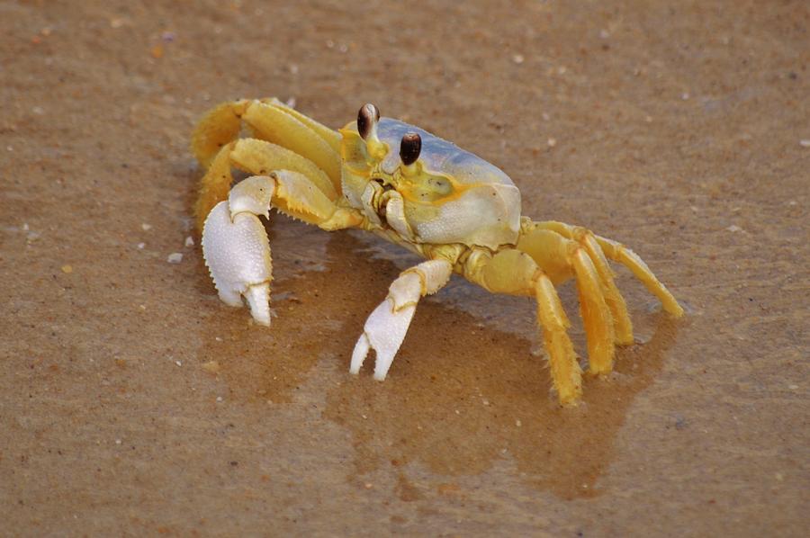 Beach Crab Photograph by Billy Beck