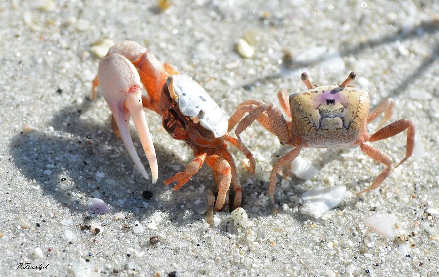 Wildlife Photograph - Beach Crabs R Us by Patricia Twardzik