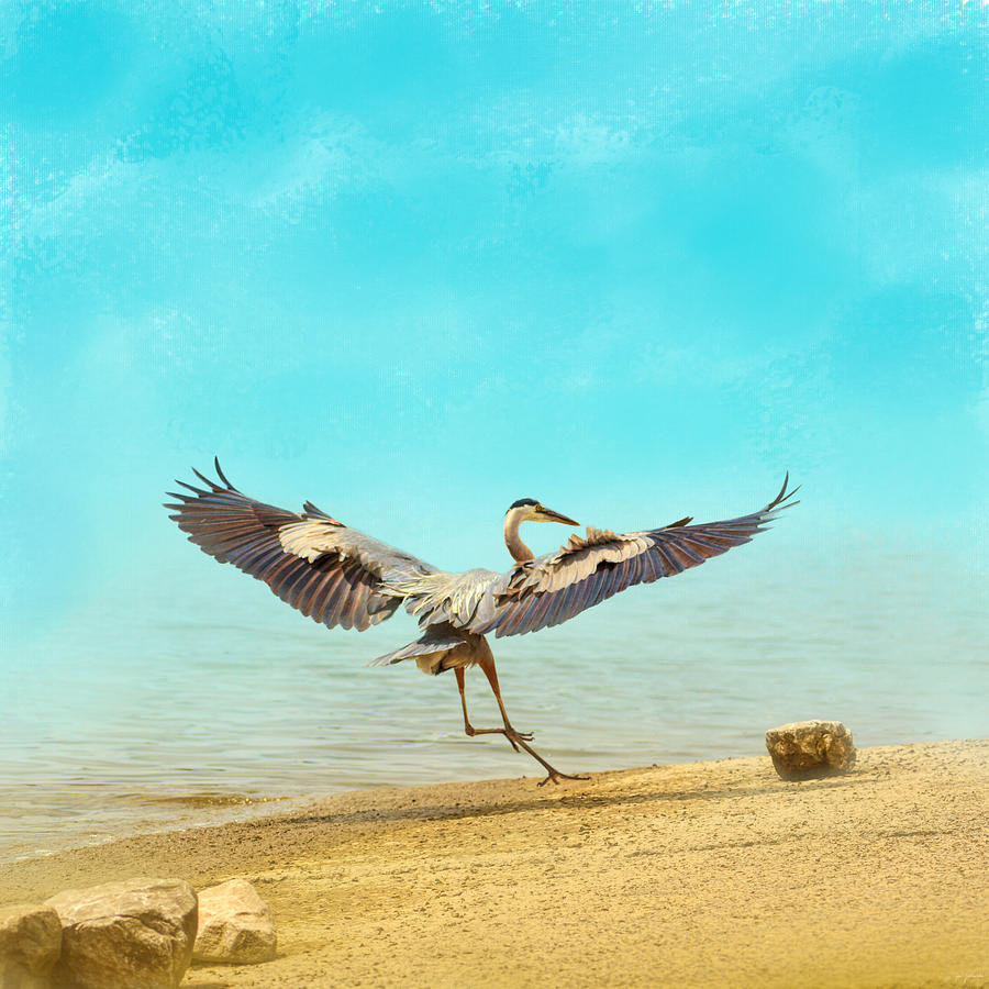 Bird Photograph - Beach Dancing by Jai Johnson