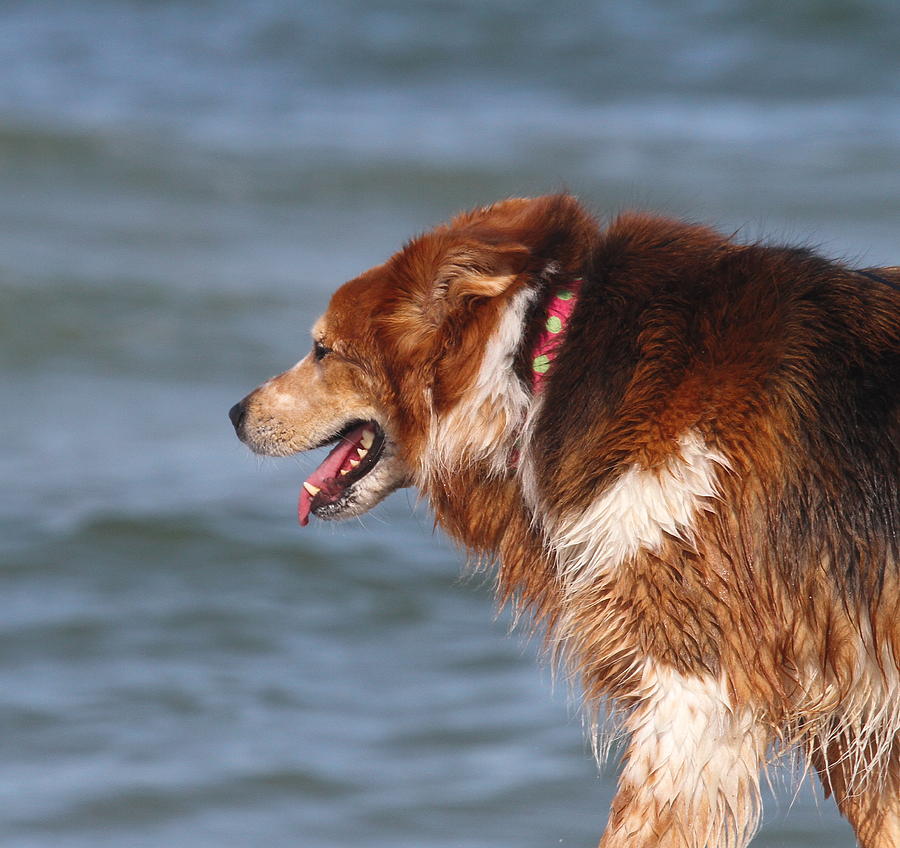Animal Photograph - Beach Dog by Cathy Lindsey