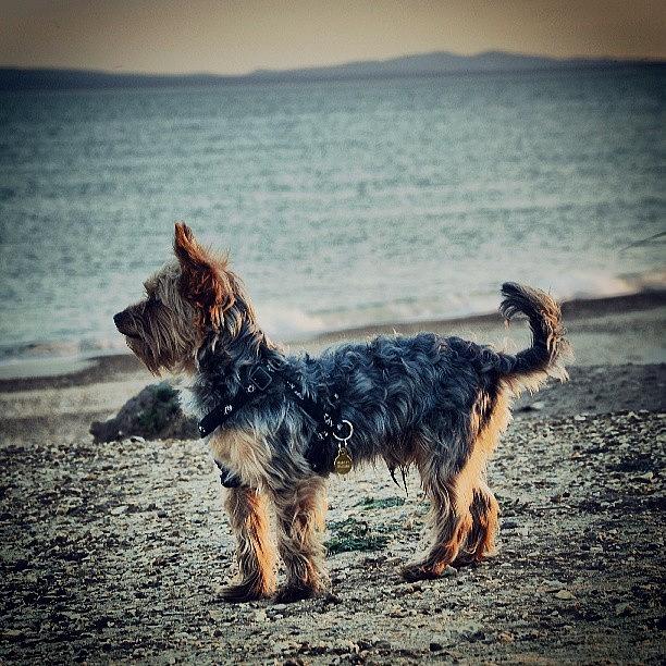 Cool Photograph - Beach Dog by Marian Farkas