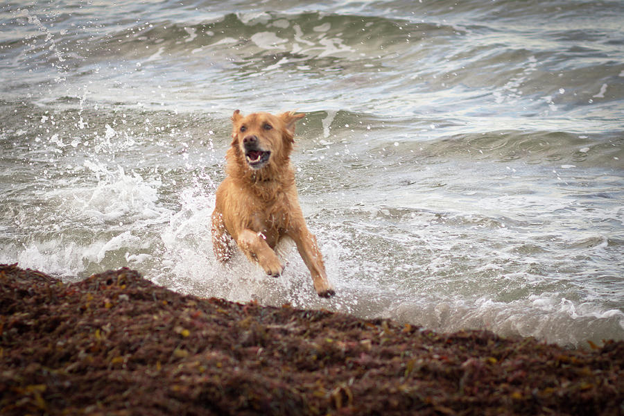 Beach Dog Photograph by Yann Houlberg Andersen Photography