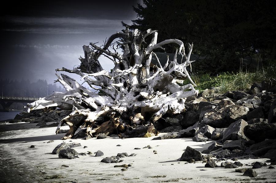 Tree Photograph - Beach Driftwood by Image Takers Photography LLC - Laura Morgan