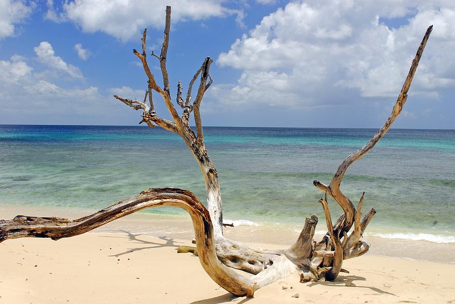 Beach Driftwood in Barbados Photograph by Willie Harper