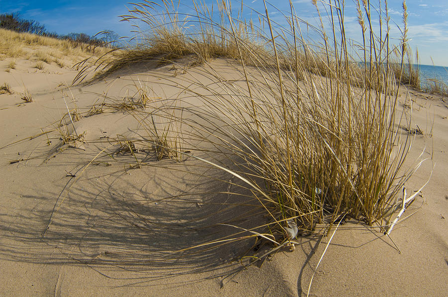 Beach Dunes Photograph by Kevin Cable