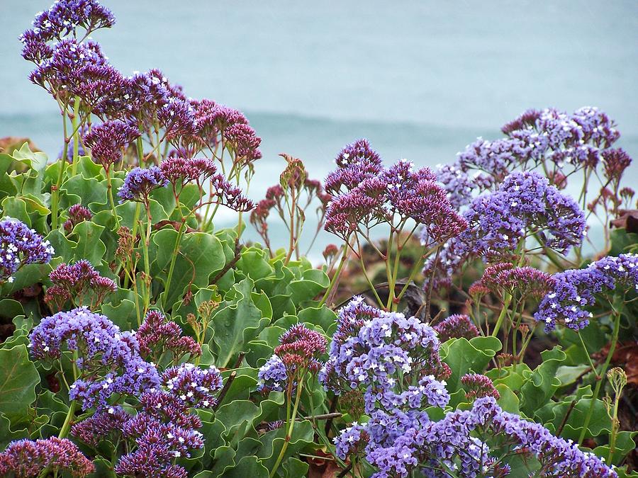 Beach Flora Photograph by Joan Gal-Peck - Fine Art America