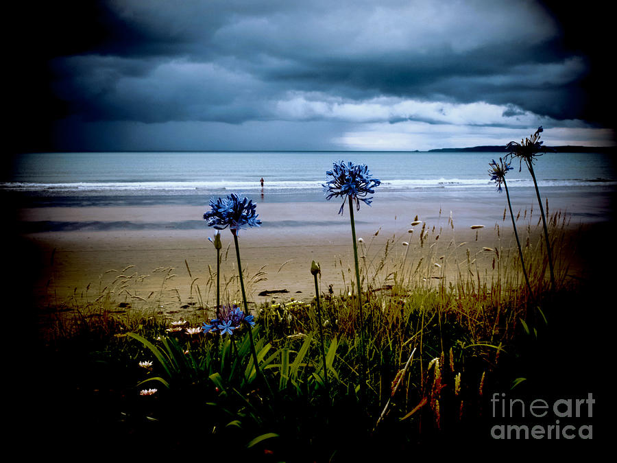 Beach Flowers Photograph by Karen Lewis