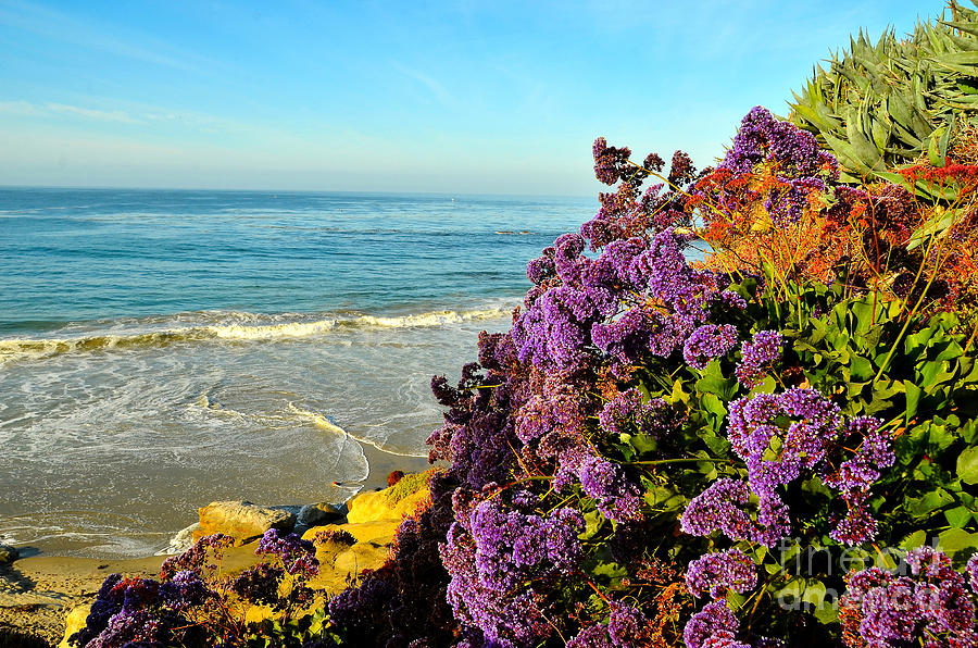 Beach Flowers Photograph by Timothy OLeary