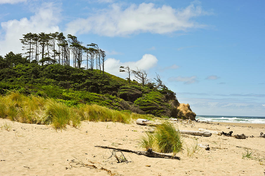 Beach Forest Photograph by Crystal Hoeveler