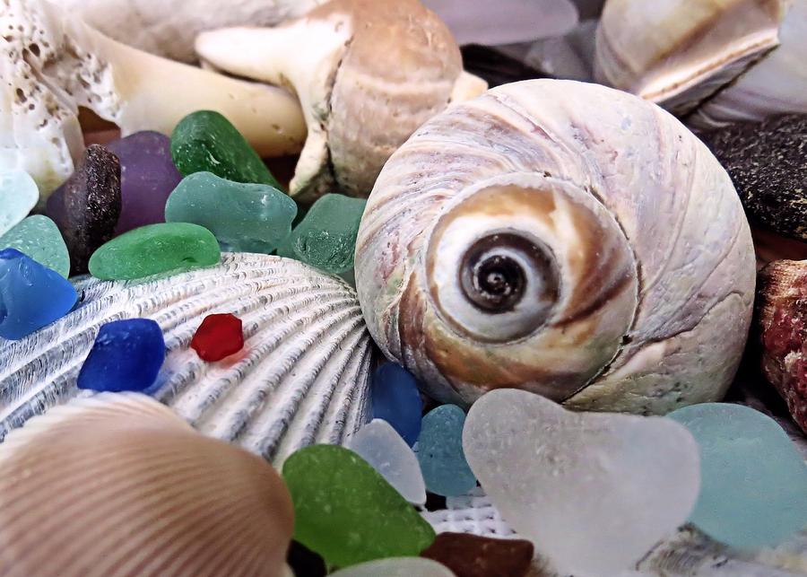 Beach Glass and Shells Photograph by Janice Drew