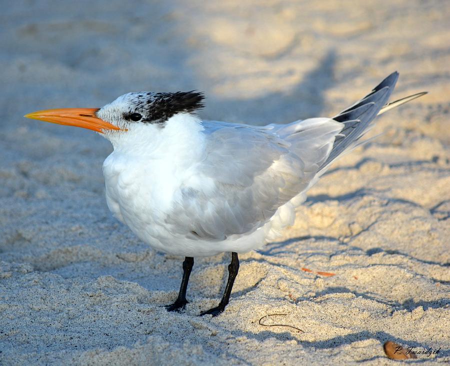 Beach Going Royal Tern Photograph by Patricia Twardzik - Fine Art America