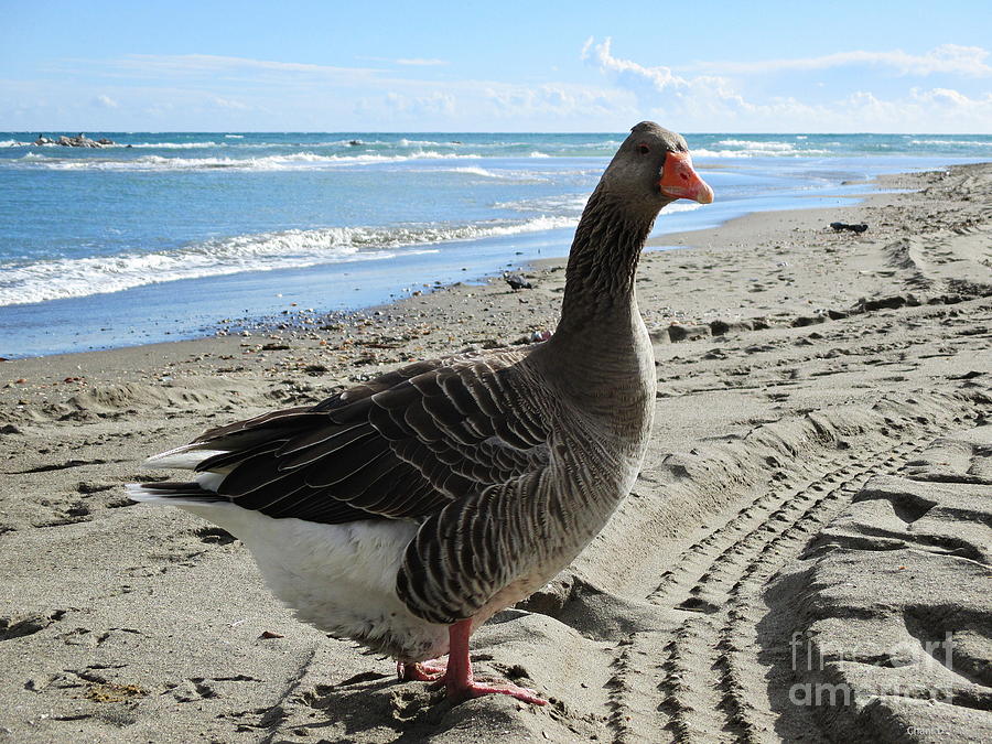 Beach goose Photograph by Chani Demuijlder