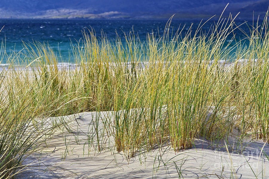 Beach Gras Photograph by Juergen Klust