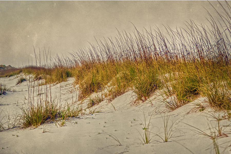 Beach Grass and Sugar Sand Photograph by Judy Hall-Folde