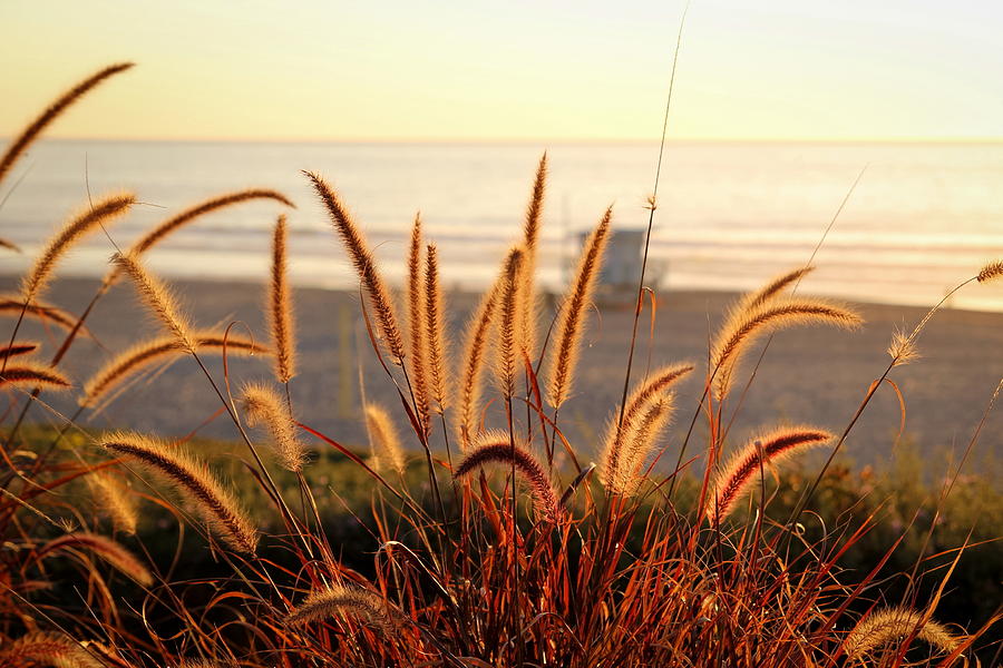 Beach Grass Photograph by April Reppucci