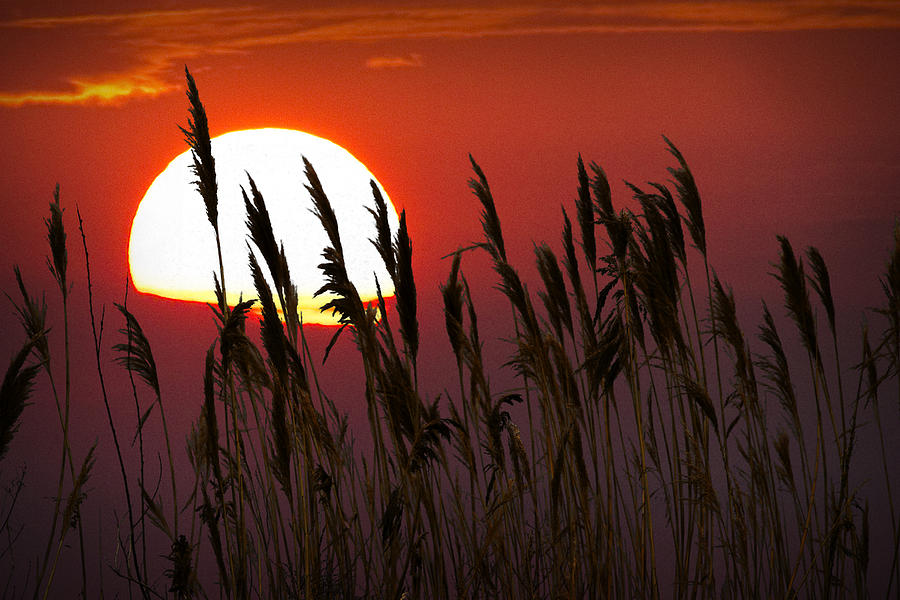 Beach Grass at Sunset Photograph by Randall Nyhof