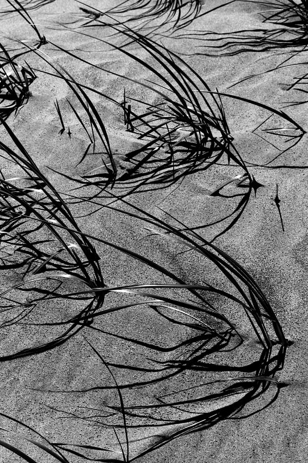 Beach Grass Black and White Photograph by Mary Bedy