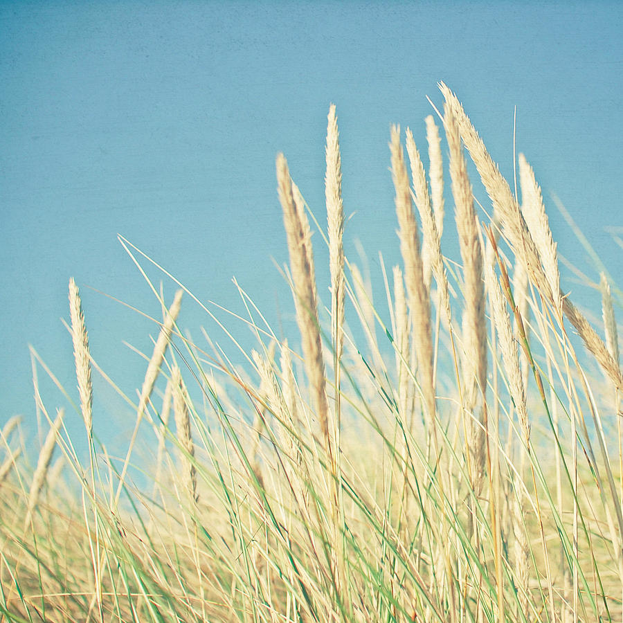 Nature Photograph - Beach Grass by Cassia Beck