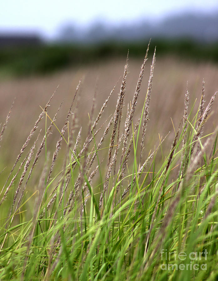 Nature Photograph - Beach Grass by Deanna Proffitt