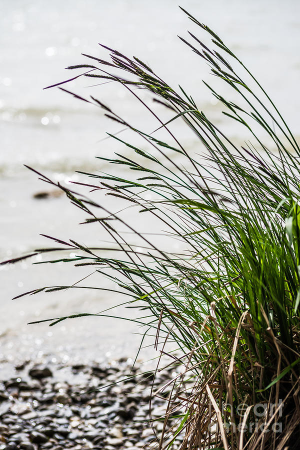 Beach grass Photograph by Hannes Cmarits