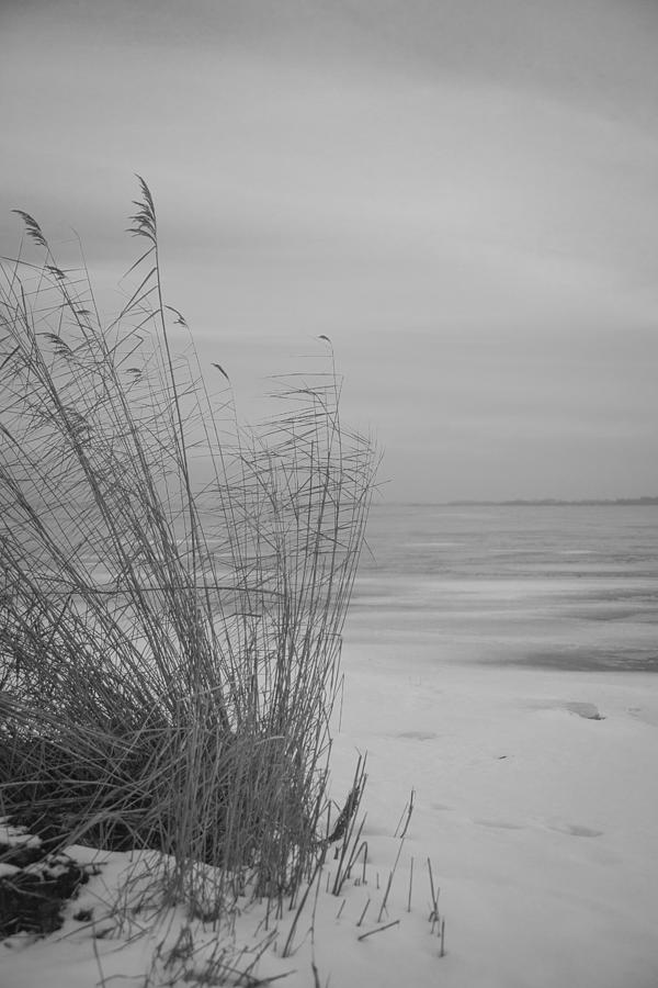 Beach Grass In The Snow Photograph by Ralf Kaiser