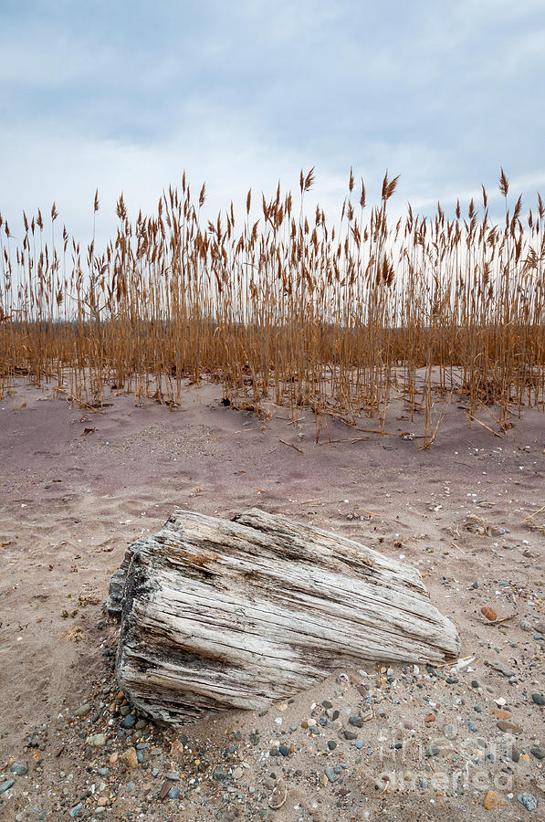 Beach - Grass Island Driftwood Photograph by JG Coleman