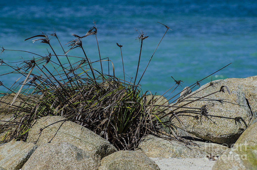 Beach Grass  Photograph by Judy Wolinsky