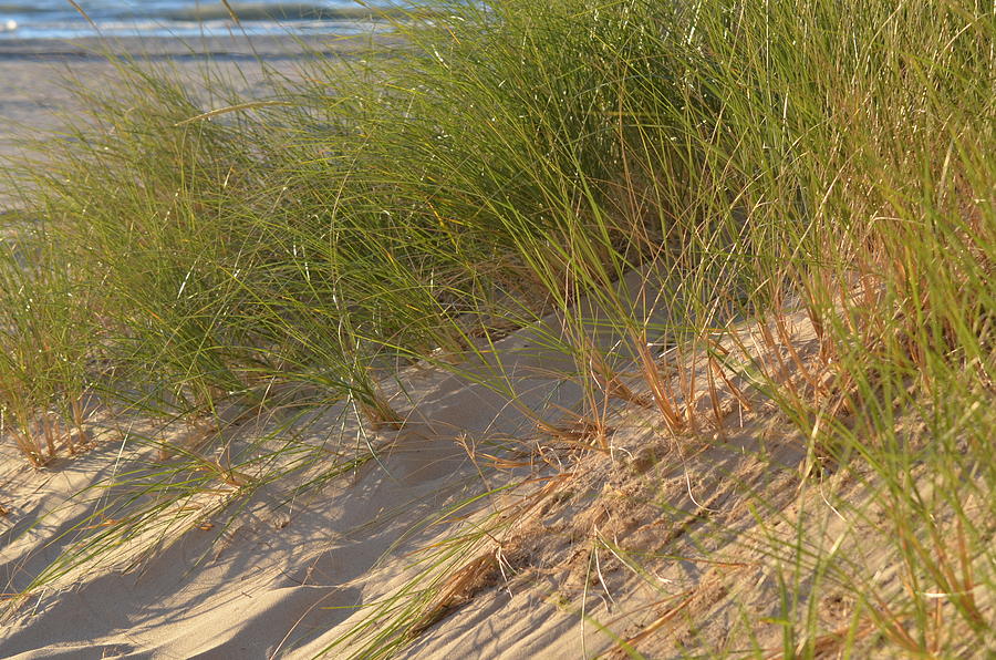 Summer Photograph - Beach Grass by K Conway
