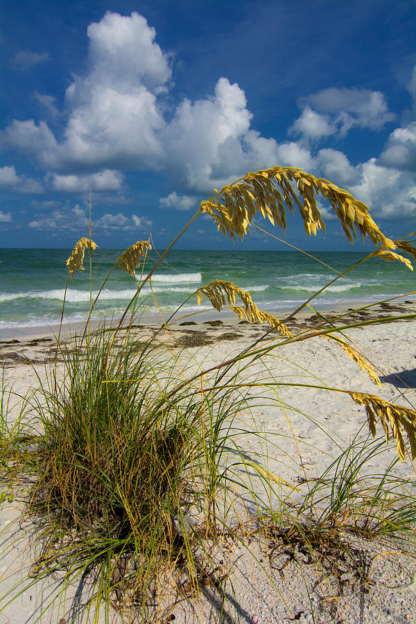 Beach Grass Photograph by Kevin Cable