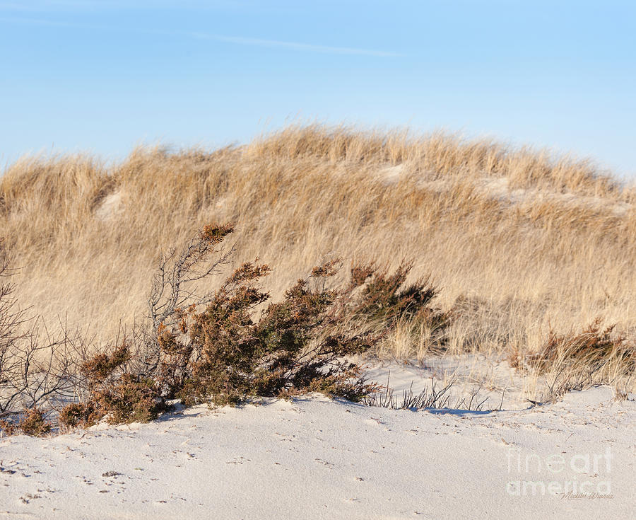 Beach Grass Photograph by Michelle Constantine