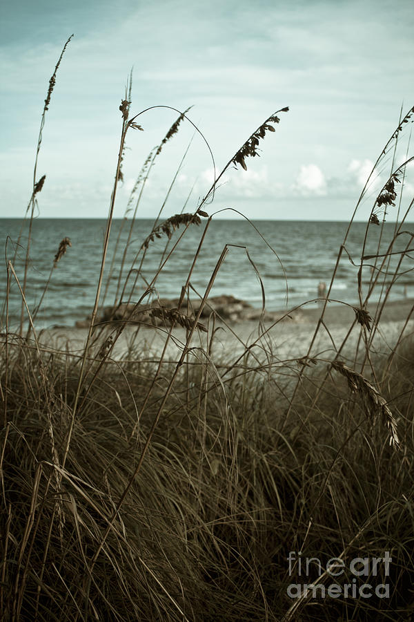 Beach Grass Oats Photograph by Janis Lee Colon