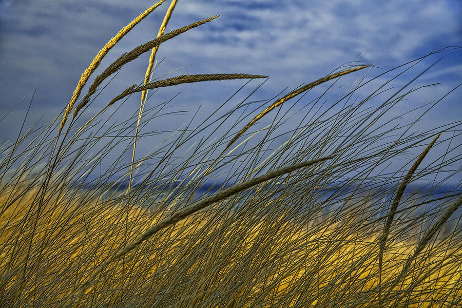 Beach Grass on a Sand Dune at Glen Arbor Michigan Photograph by Randall Nyhof