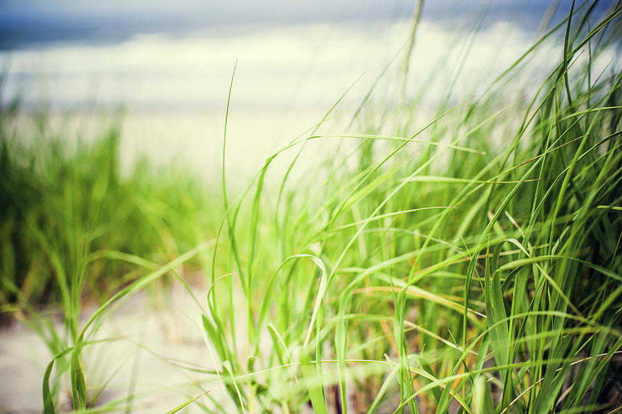 Beach Grass On The Oregon Coast Photograph by Ryanjlane