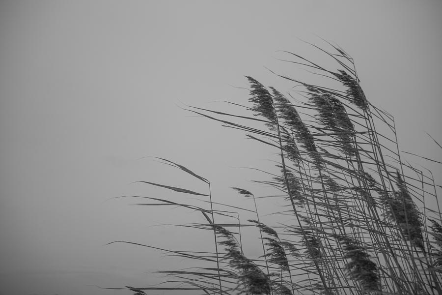 Beach Grass Photograph by Ralf Kaiser