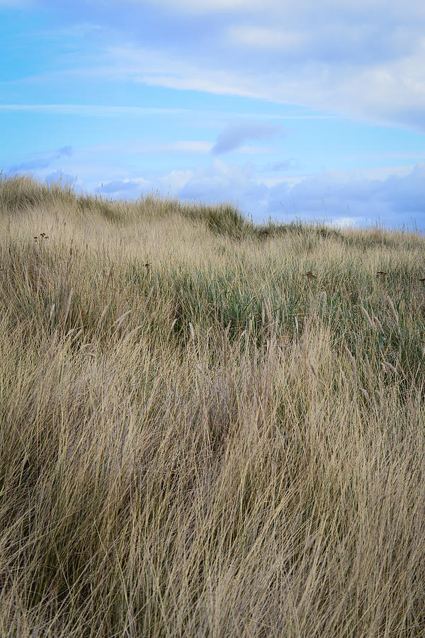Beach Grass Photograph by Ronda Broatch