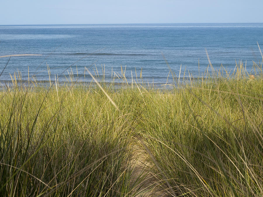 Beach Photograph - Beach grass by Tara Lynn
