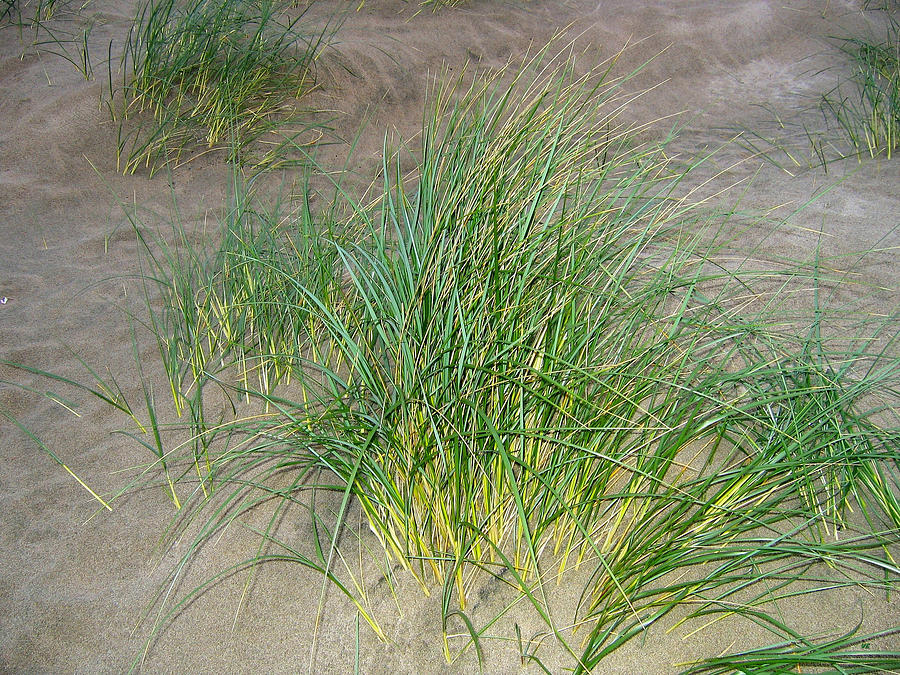 Beach Grass Photograph by Will Borden