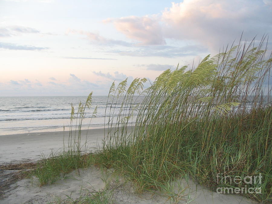 Beach Grasses On The Atlantic Ocean  Photograph by Paddy Shaffer