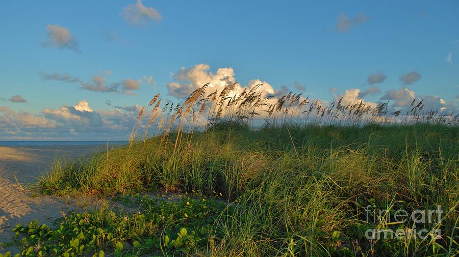 Beach Greenery Panorama Photograph by Bob Sample