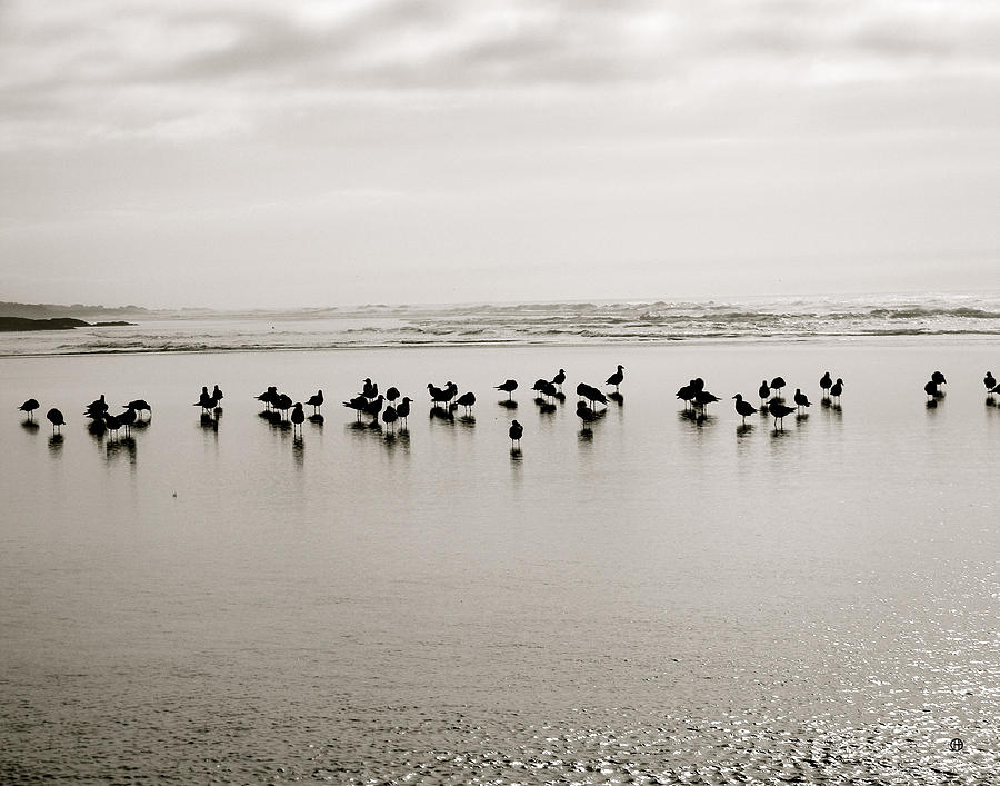 Beach Gulls Gather Digital Art by Gary Olsen-Hasek