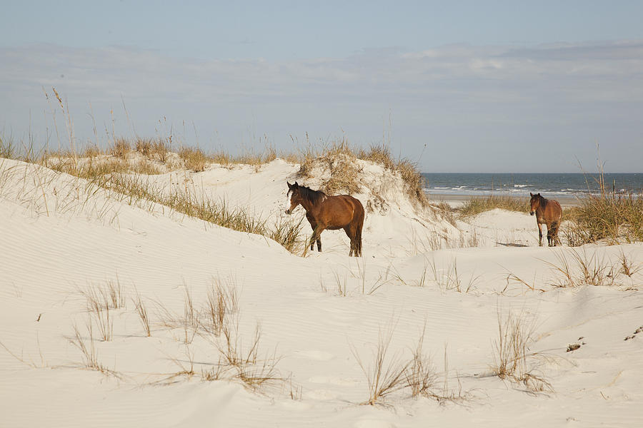 Horse Photograph - Beach Horses of Cumberland by Barbara Northrup