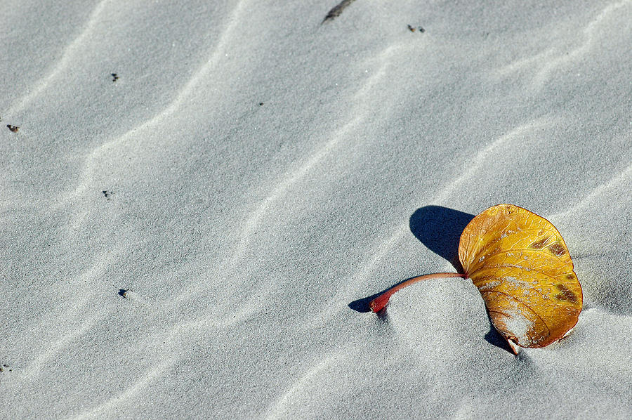 Beach Leaf Photograph by Bruce Gourley