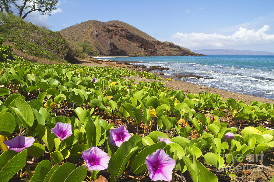 Beach morning glory with Pu_u O_lai in background_ Makena, Maui, Hawaii, United States of America Photograph by Ron Dahlquist